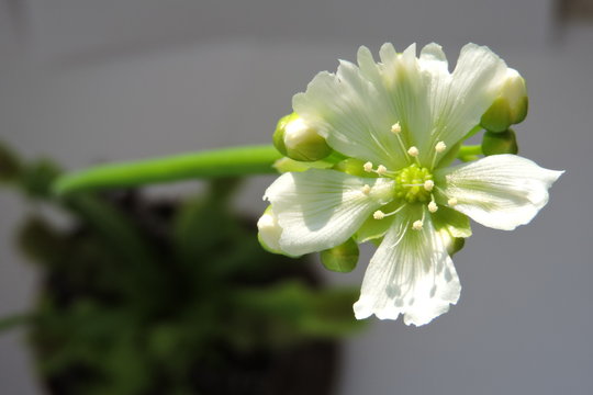 A close-up of venus flytrap white flower, buds, leaves and traps, isolated on white