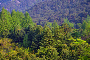 Fototapeta na wymiar North Korean nature. Forest in Diamond mountains