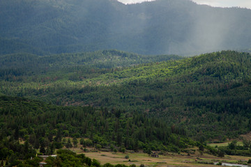 Fog over lush greenery