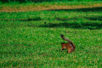 SQUIRREL IN THE FOREST AT COLORFUL green grass background