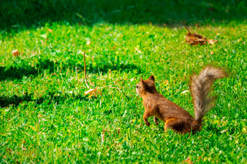 SQUIRREL IN THE FOREST AT COLORFUL green grass background