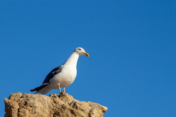 Seagull gazing into the unknown
