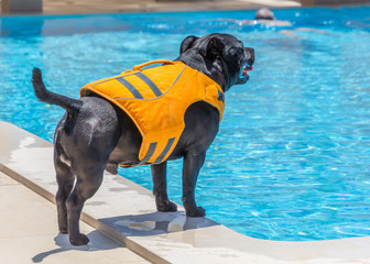 A Staffordshire Bull Terrier dog wearing an orange life jacket at the side of a swimming pool. A man can be seen swimming in the background