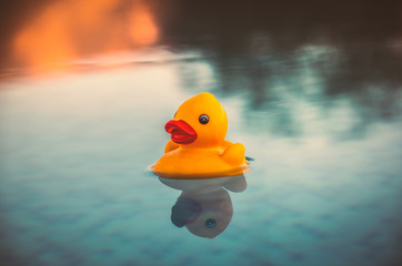 Small yellow rubber duck floating on an infinity pool at sunset with reflections that look like it could be on a lake with tree shadow reflections.