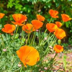 Pretty wild orange flowers in the sunshine