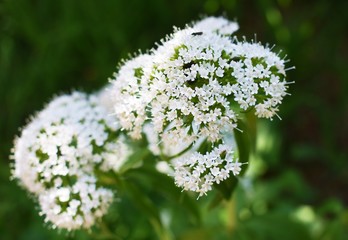 white flowers in the mountian 