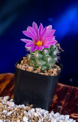Pink flower of cactus blooming, Mammillaria scrippsiana 