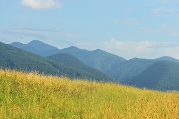 meadow in the mountains