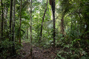 Green rainforest landscape, responsible and sustainable eco tourism in the jungle, Bolivia