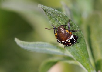 Fototapeta na wymiar Nezara viridula, commonly known as the southern green stink bug, southern green shield bug or green vegetable bug, Crete 