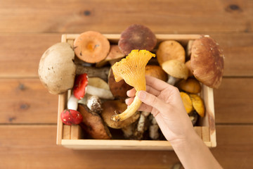 nature, environment and harvest concept - hand holding chanterelle over wooden box of different edible mushrooms