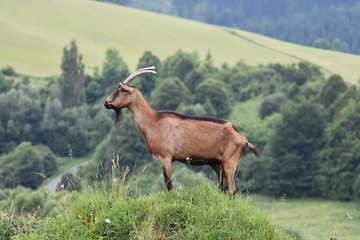 Naklejka na ściany i meble goat on pasture