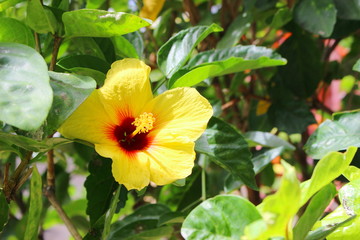 ハワイの代表的な花　黄色いハイビスカス