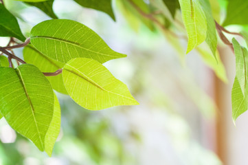 Fototapeta na wymiar Fresh leaf with sun light background and texture.