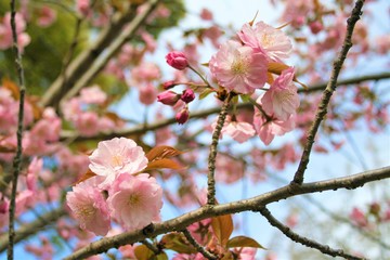 sakura 桜