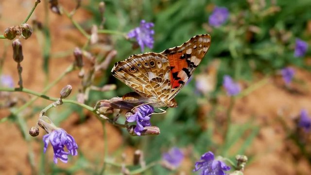 Close-up of a Painted Lady butterfly (Vanessa cardui) that is sucking the nectar of a flower.
