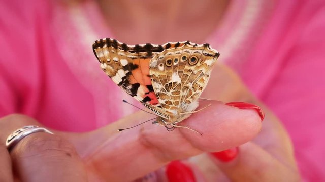 Close-up of a beautiful Painted Lady butterfly (Vanessa cardui) on a female finger. Nature and human.  Handheld shot.