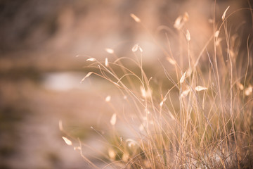 Fototapeta premium Field of grasses