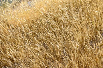 Field of grasses © Diego
