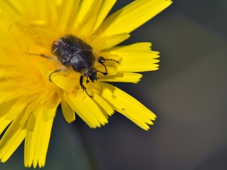 Tropinota squalida is a beetle species belonging to the family Scarabaeidae, subfamily Cetoniinae, Crete