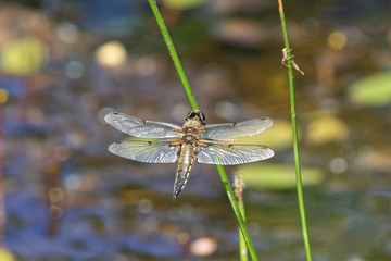 dragonfly on leaf, four spotted chaser perching on a reed