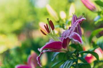 Beautiful blooming lily flowers in the garden