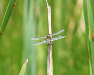 Close up of a perched Four-spotted Chaser Libellula quadrimaculata