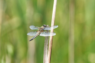 Close up of a perched Four-spotted Chaser Libellula quadrimaculata