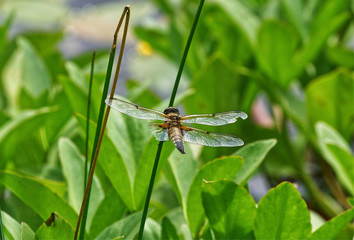 Fototapeta premium Close up of a Four-spotted Chaser with a missing wing Libellula quadrimaculata