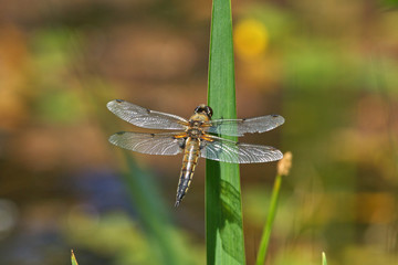 Close up of a perched Four-spotted Chaser Libellula quadrimaculata