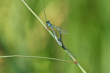 Close up of Damselflies in tandem