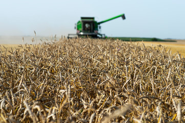 Harvesting wheat harvester on a sunny summer day