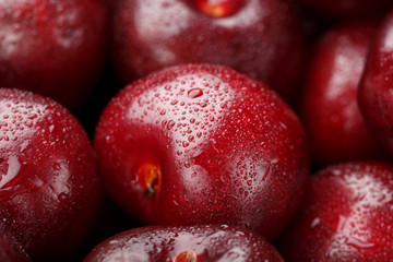 Ripe and fresh berries of a sweet cherry with water drops closeup.