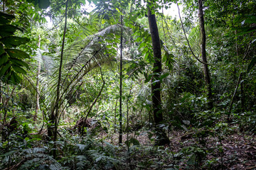 Green rainforest landscape, responsible and sustainable eco tourism in the jungle, Bolivia