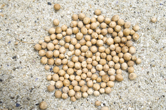 Many dry seeds of sea kale on sand at beach closeup