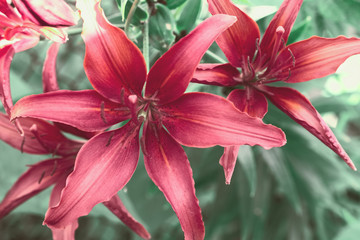 floral background with red lilies close up. red lilies growing in the garden.