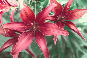 floral background with red lilies close up. red lilies growing in the garden.