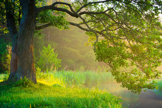 Summer green landscape