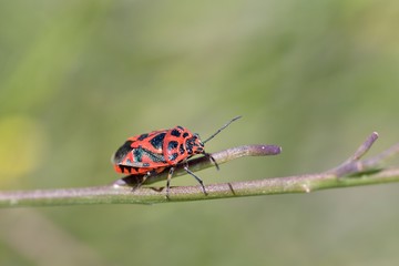 Eurydema ornata is a species of the Pentatomidae family, Crete
