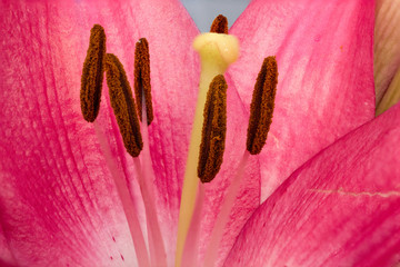 Closeup inside of a lily flower
