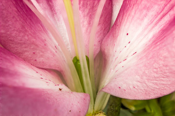 Closeup inside of a lily flower