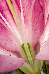 Closeup inside of a lily flower