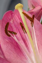 Closeup inside of a lily flower