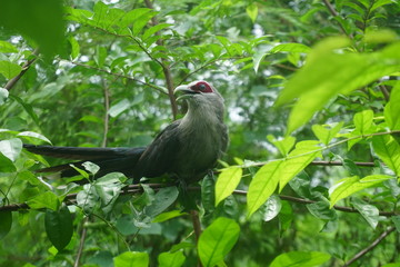 Green-billed Malkoha