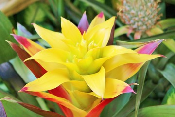 Fototapeta premium 南国ハワイに咲くジンジャーの花