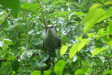 Green-billed Malkoha