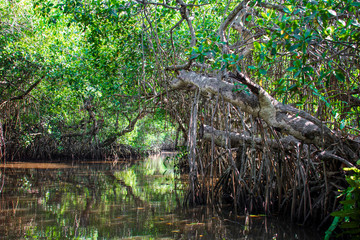 Manglar o mangle es un ecosistema con árboles muy tolerantes a las sales existentes en la zona intermareal cercana a la desembocadura de cursos de agua dulce