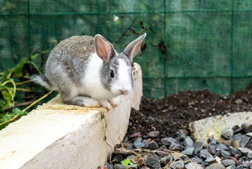 Gray and white bunny rabbit