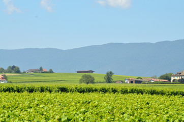 Fototapeta na wymiar Landscape of Jura