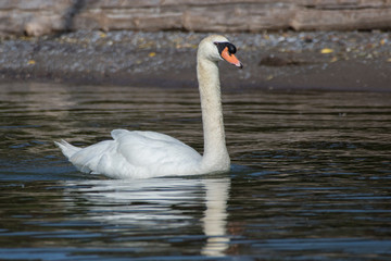 swan on the lake